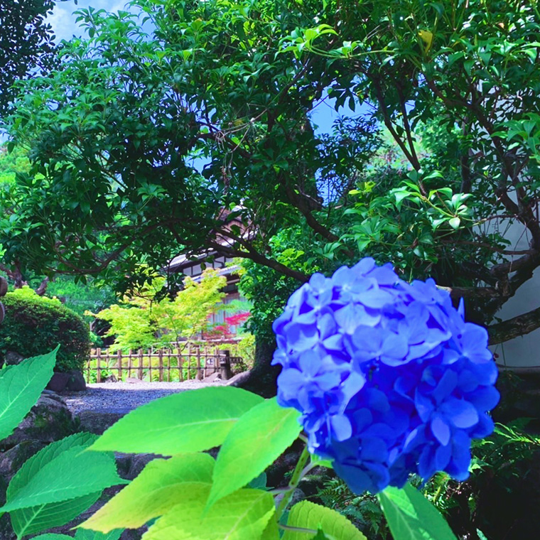 吉城園の紫陽花